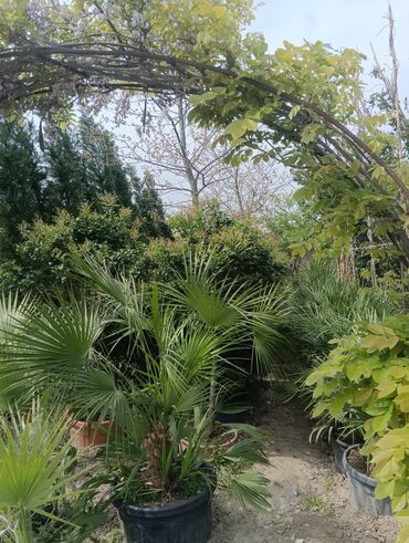 Şitillər: Qazon landşaft #qazon #torf #torf250litrlik Ekolayf #ekolayf balaken — 21