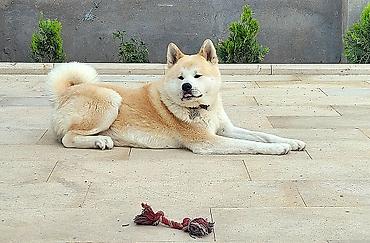 İtlər: Akita-inu — 10
