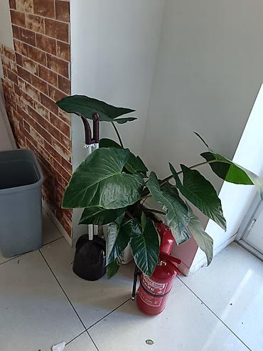 ciledagi bitkisi: Böyük yarpaqlı otaq bitkisi – Alokaziya (Alocasia) saksıda Alokasiya — 3