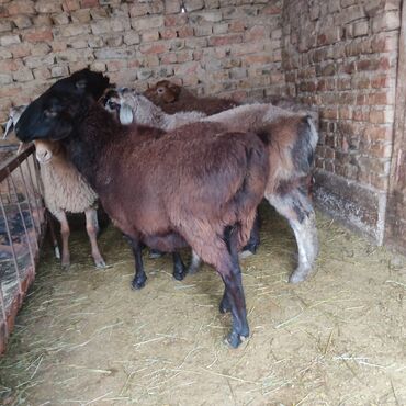 Бараны, овцы: Продаю | Овца (самка) — 6