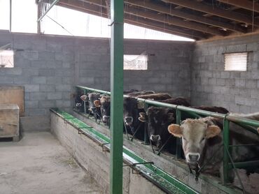 Коровы, быки: Продаю | Бык (самец) | Швицкая | На откорм | Племенные — 8