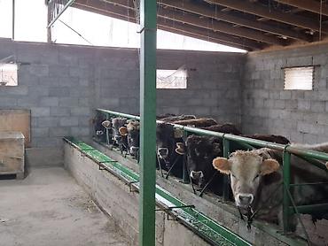 Коровы, быки: Продаю | Бык (самец) | На откорм | Привязанные — 8