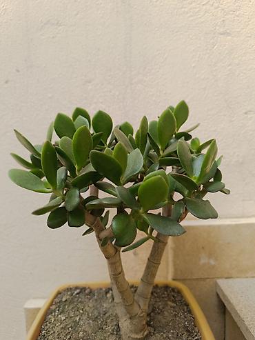 sakura agaci: Succulent – Crassula ovata (Pul ağacı) - Bitki: Crassula ovata – — 2