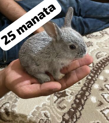 Dovşanlar: *Dov§an satilir 25 manata ünvan Binə zu900606*