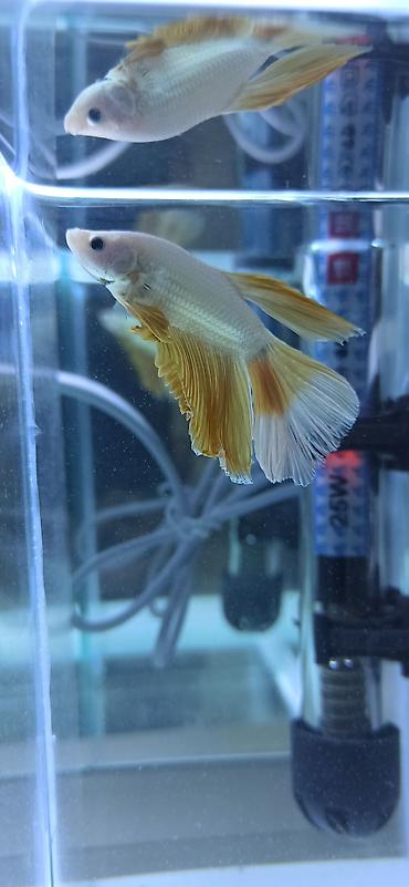 Balıqlar: Betta (Petuşok balığı), Ünvandan götürmə — 13