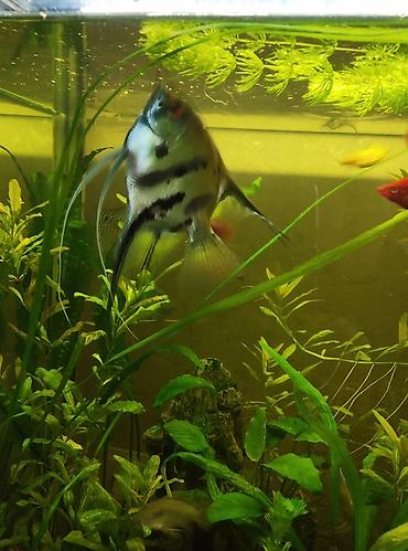 Аквариумы: Продаю скаляров самца с самкой взрослые а также две пары половозрелых — 4