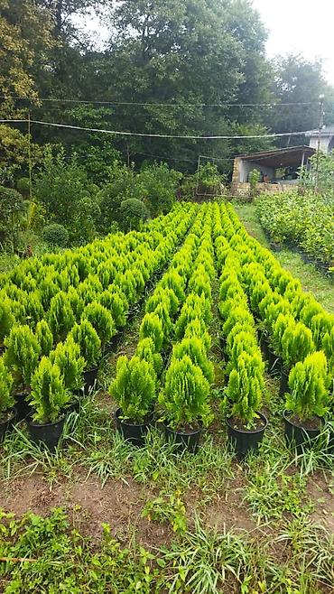 tom gul qabı: Thuja (şam ağacı) fidanları – qablarda - Növlər: dekorativ — 1