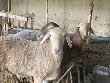 Бараны, овцы: Продаю | Баран (самец) | Для разведения