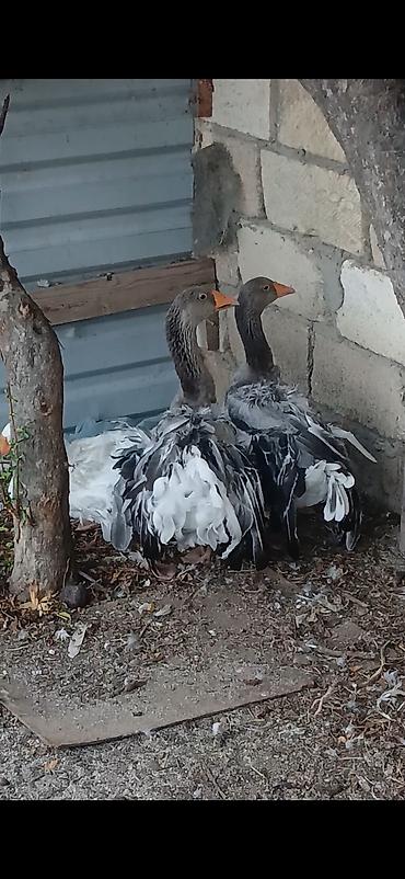xaski it adlari: Sebastopol qazlari satilir 1 erkey ag rengde 2 disi boz rengde Temiz — 2