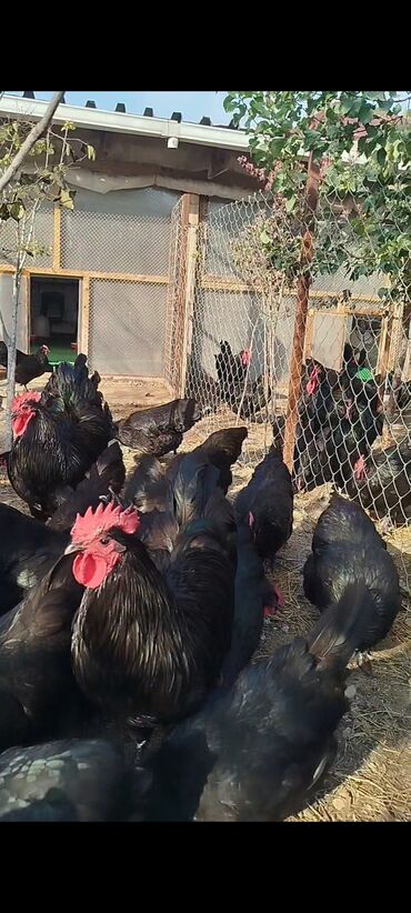 Digər quşlar: Alman cinsi australorp cücə və yumurta sifarişi qəbul olunur. bütün — 9