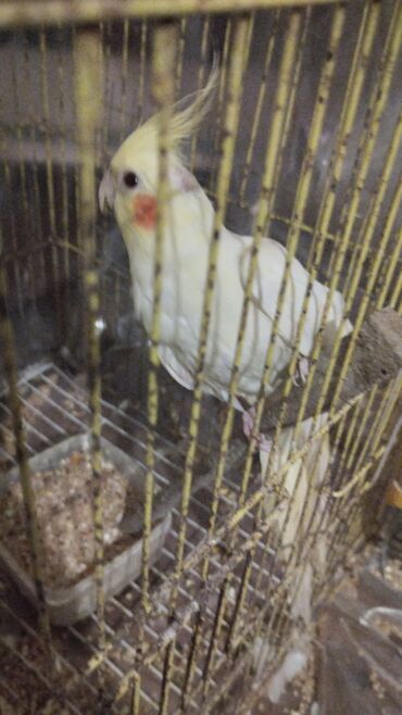 Tutuquşları: Növ: Nimfa tutuquşu (cockatiel), açıq sarı rəng, yanaqlarda narıncı — 11