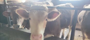 купить корову в бишкеке: Сатам | | Симментал | Жасалма уруктандырылган