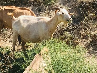 Digər kənd təsərrüfatı heyvanları: Cəmisi 16 sani keçisidir onlardan 6 tısı erkek 10 dişi hal hazırda — 12