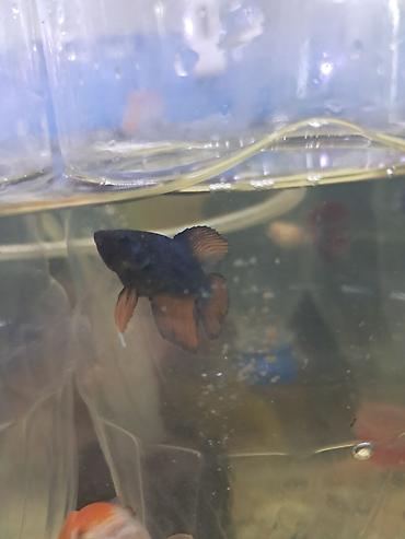 neon balığı: Betta (Petuşok balığı) — 2