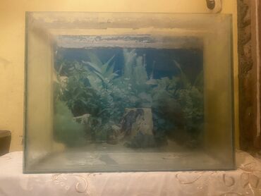 bitkilər: Şüşə akvarium 30.35 litirlik - Korpus: şəffaf şüşədən, düzbucaqlı