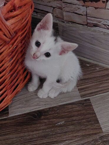 Pişiklər: Siam, Dişi, Yaxşı əllərə, Ünvandan götürmə -da lalafo.az — 5 Pişiklər: Siam, Dişi, Yaxşı əllərə, Ünvandan götürmə — 5