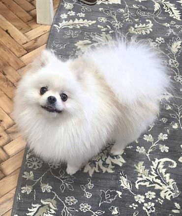 kupujem prodajem pomeranac: Pomeranian Star renomirana odgajivačnica pomeranaca iz Beograda je — 8
