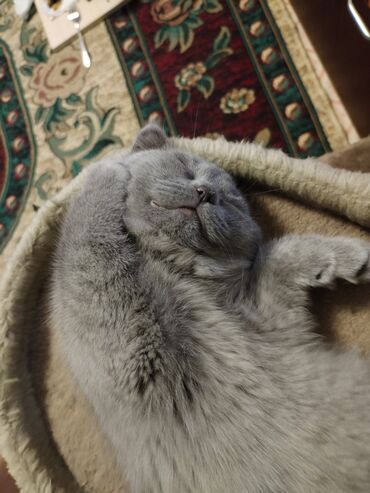 Продажа кошек: Британская короткошёрстная, 3 месяца, Девочка, Лиловый — 15