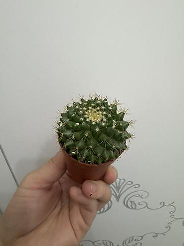 Замиокулькас (Долларовое дерево): Комнатные растения в горшках (на выбор): 1) Замиокулькас (Zamioculcas — 13