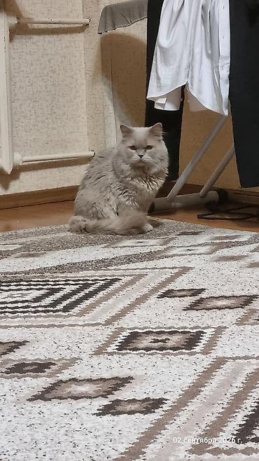одежда для кота: Британская короткошёрстная, 2 года, Мальчик, Серый, Приучена к лотку — 3