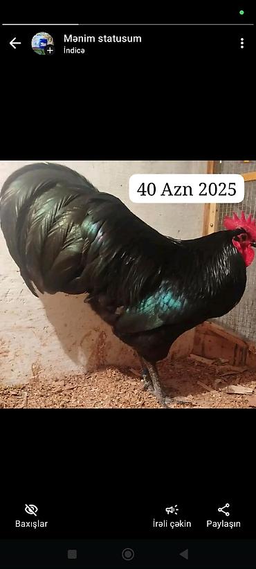 hinduska satilir: Avstroliup xoruztoyuqlar və Hind quşlari Amerkan Bronz Big 6 sortlar — 10
