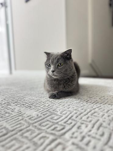 Кошки: Отдадим в добрые руки Шотландская кошка, окрас сплошной серый — 6