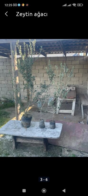 evkalipt ağacı satilir: Zeytun agaci