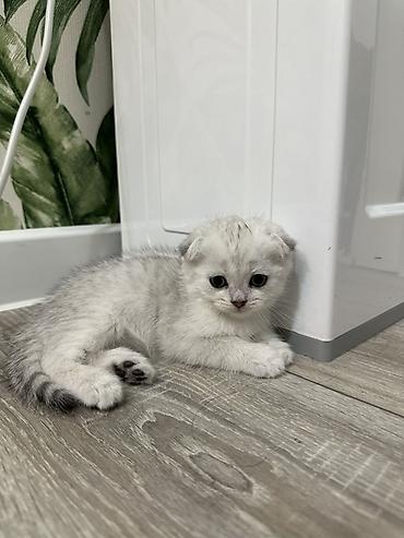 Продажа кошек: Скотиш Фолд (Шотландская вислоухая), 3 месяца, Мальчик, Серебристая шиншилла, Приучена к лотку — 1