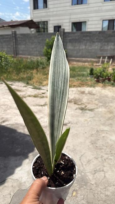 zamir: Сансевьера (Sansevieria trifasciata, «щучий хвост», «тещин язык») в — 5