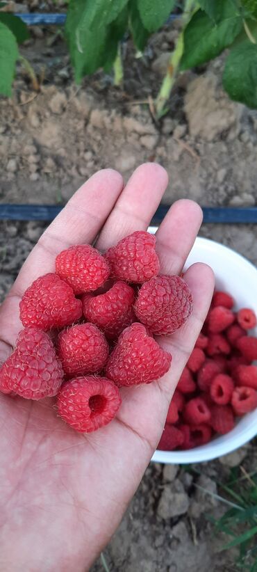 семена экспарцета: Семена и саженцы Малина, Платная доставка