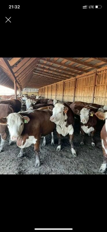 домики для кошки: Продаю | Корова (самка), Бык (самец), Тёлка | На откорм, На забой, Для разведения