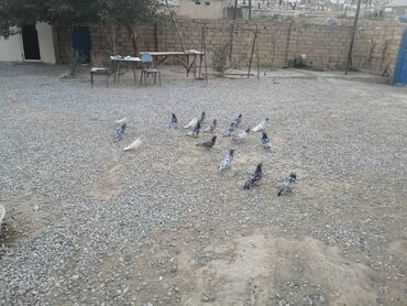 Çəngəllər: Tam sağlam heyvadı xahiş olnur riyal alcılar narahat