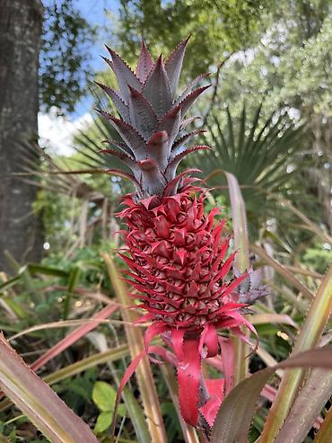 Ananas ağacı(kol) İkinci şəkildəki satılır. Dekorativ bitki kimidə