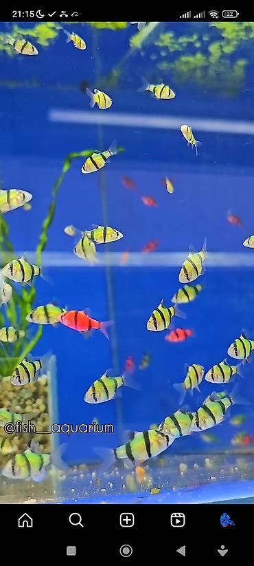 Аквариумы: Рыбки более 40 видов. Аквариумные рыбки. Рыба бишкек. Балык. Алтын — 10
