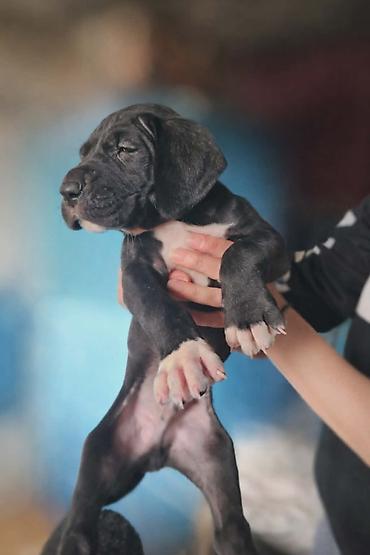 Psi: Dostupni stenci nemacke doge, rodjeni 09.03.2026. FCI registrovani — 6