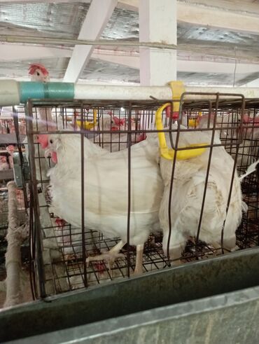 Птицы: Срочно продаю кур 4000 штук
130сом 1штука