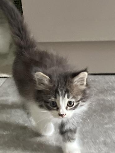 отдам в добрые руки кошку: Котёнок домашний, пушистый, серо-белого окраса с белой мордочкой — 1