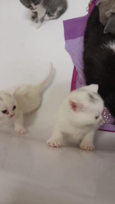 Pişiklər: Erkək, Dişi, Yaxşı əllərə, Ünvandan götürmə, Ödənişli çatdırılma, Rayonlara çatdırılma — 7