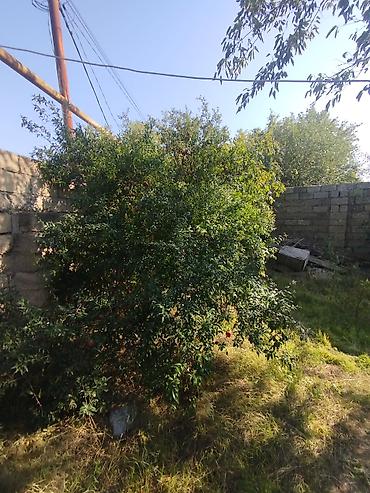 xutor ev: Maştağa qəs. 2 otaqlı, 50 kv. m, Kredit yoxdur, Orta təmir — 2