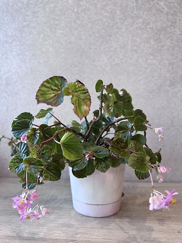 Денежное дерево: - Денежное дерево (Крассула овата) 70см — 2900 - Герань (Пеларгония) — 9