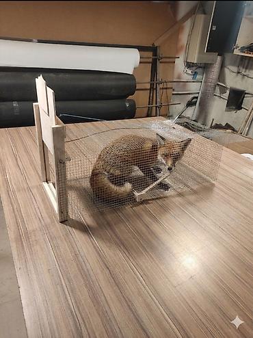 Qəfəslər: Taxta brooder/qəfəs-kamera (istixana tipli qutu) - Material — 22