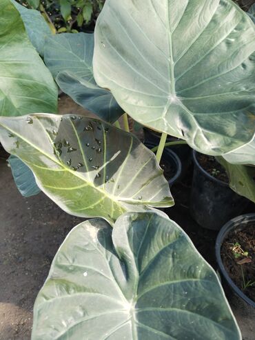 Otaq bitkiləri: Otaq bitkiləri – Fikus elastika kolleksiyası və digər dekorativ növlər — 8