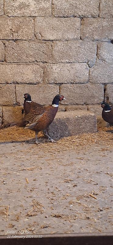 Digər quşlar: Qirqovul Xoruzlar satilir — 2