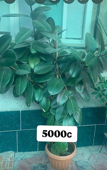 Фикусы: Комнатные и офисные цветы — 5