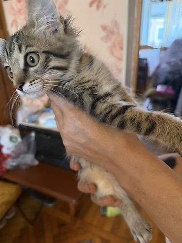 Tabbi, Erkək, Yaxşı əllərə, Ünvandan götürmə lalafo.az -da Tabbi, Erkək, Yaxşı əllərə, Ünvandan götürmə