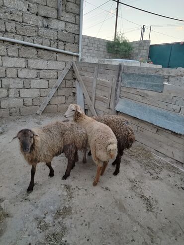 Quzu: Quzu, Erkək, Qala, ay: 1, 29 kq, Damazlıq, Ətlik, Ünvandan götürmə