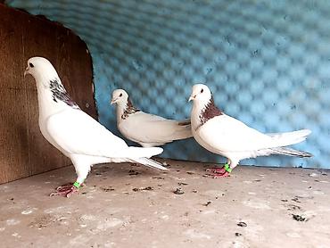 tap.az heyvanlar itler: Salam maşallah olsun 3 dene temiz qan ebresboyunlar satılır real — 2