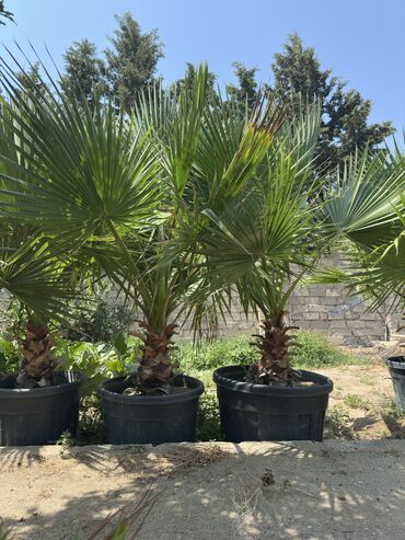 Ağaclar: Vaşinkton palmasi (qiymət 5 - 10 manat ) (500-550 dənə var ) Böyuk -da lalafo.az — 6 Ağaclar: Vaşinkton palmasi (qiymət 5 - 10 manat ) (500-550 dənə var ) Böyuk — 6