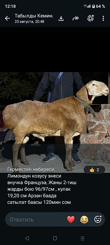 кошка бишкек: Продаю | Овца (самка) | Для разведения | Племенные — 1