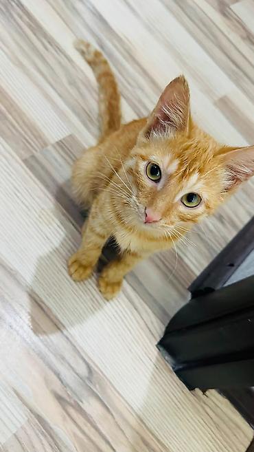 сибирская кошка цена: Отдам котёнка в добрые руки 🐱 Котику 4 месяца, мальчик. Приучен к — 1